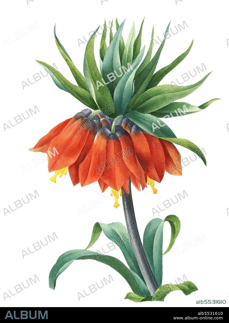 Kaiserkrone, Fritillaria imperialis, eine Pflanzenart aus der Gattung der Fritillaria in der Familie der Liliengewachse .