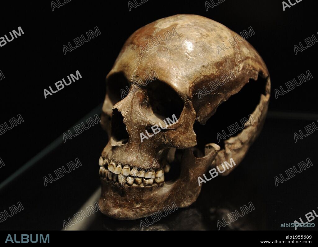 ARTE PREHISTORIA. EUROPA. SACRIFICIOS HUMANOS EN EL NEOLITICO TEMPRANO. Cráneo de una mujer joven, de unos 18-20 años, sacrificada en un lago, hoy el Pantano de Sigersdal Mose. 3500-3400 a. C. Museo Nacional. Copenhague. Dinamarca.