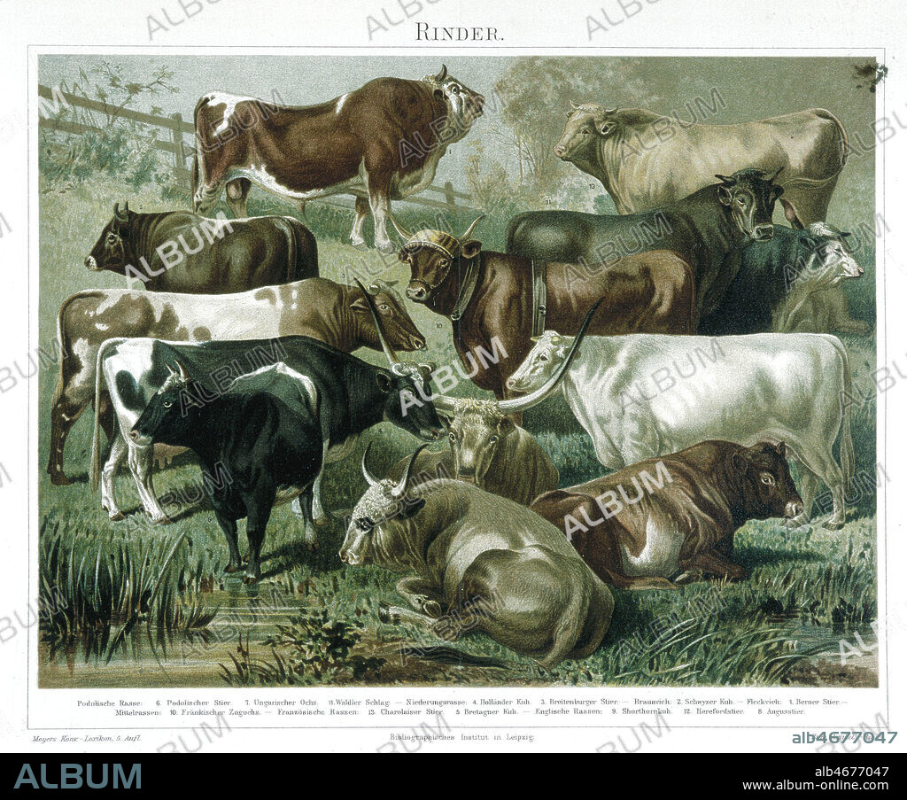 planche zoologique en chromolithographie avec les diverses especes de vaches, tiree de l'encyclopedie Meyer Konversation Lexikon de 1897. Credit : Coll. Jonas/KHARBINE-TAPABOR.
