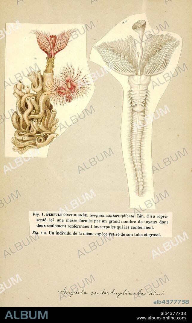 Serpula contortuplicata, Print, Serpula (also known as calcareous tubeworm, serpulid tubeworm, fanworm, or plume worm) is a genus of sessile, marine annelid tube worms that belongs to the family Serpulidae. Serpulid worms are very similar to tube worms of the closely related sabellid family, except that the former possess a cartilaginous operculum that occludes the entrance to their protective tube after the animal has withdrawn into it. The most distinctive feature of worms of the genus Serpula is their colorful fan-shaped "crown". The crown, used by these animals for respiration and alimentation, is the structure that is most commonly seen by scuba divers and other casual observers.