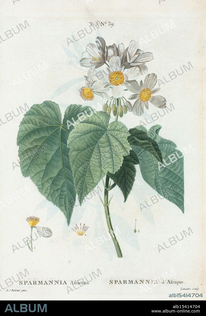 Sparmannia Africana = Sparmannia d'Afrique. Named for Dr. Andreas Sparmann, 19th century Swedish botanist who collected plants in South Africa, 1801 - 1819, Redouté, Pierre Joseph, 1759-1840, Trees, France, Flowers, Botany, Shrubs, France, Sparmann's African pride, Yellow blooms beneath the trees, Nature's gentle gift.