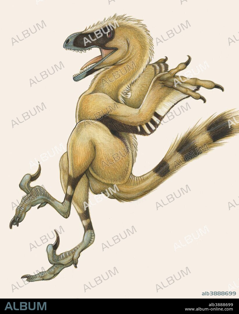 Bambiraptor, a bird-like dromaeosaurid dinosaur from the Late Cretaceous Period.
