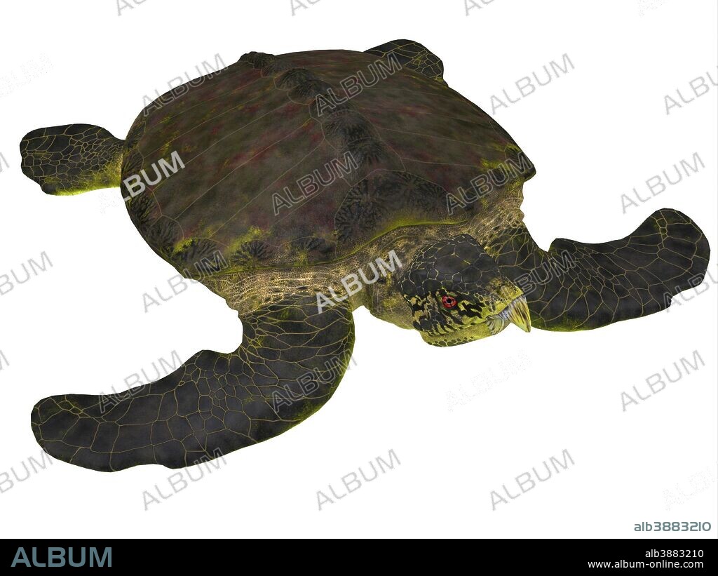 Archelon sea turtle on white background. Archelon was a giant sea turtle that lived in South Dakota, USA during the Cretaceous Period.