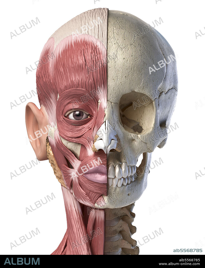 Split view anatomy of the human facial muscles and skull. Anterior view on white background.