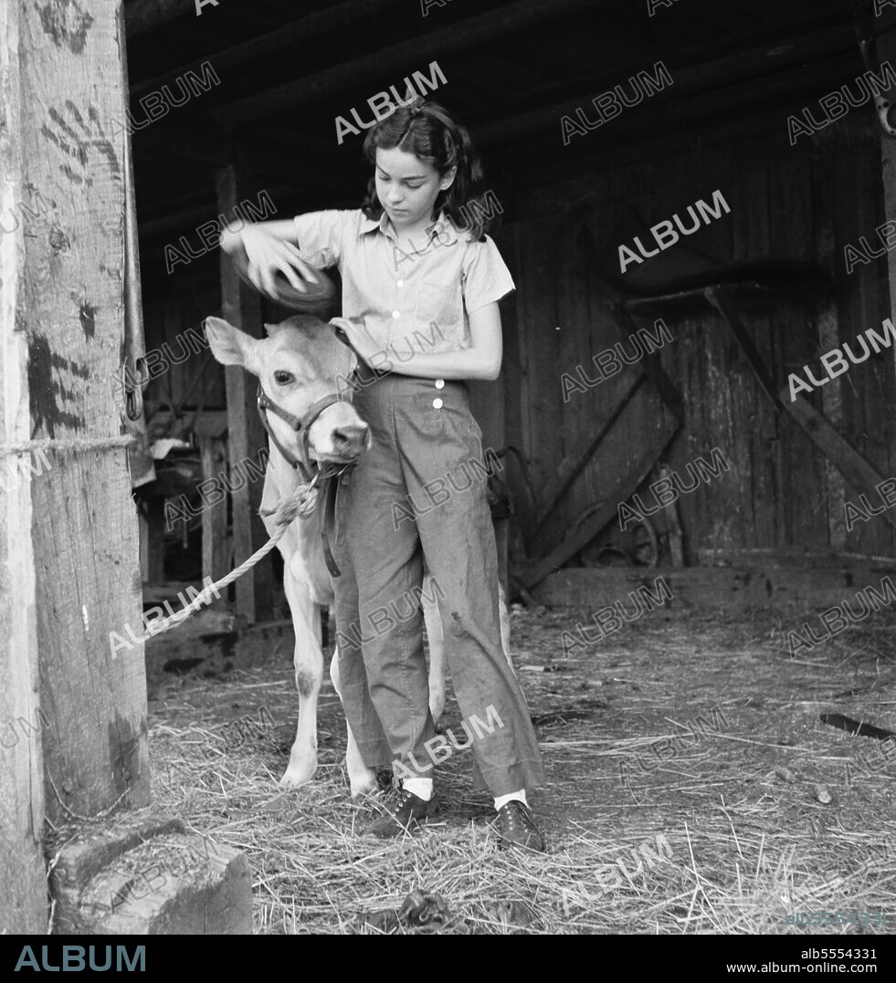 DOROTHEA LANGE. Young girl, daughter of small pear farmer tends her calf. She belongs to the 4-H Club, the largest movement among rural youth in America. Oregon. Jackson County, near Medford.