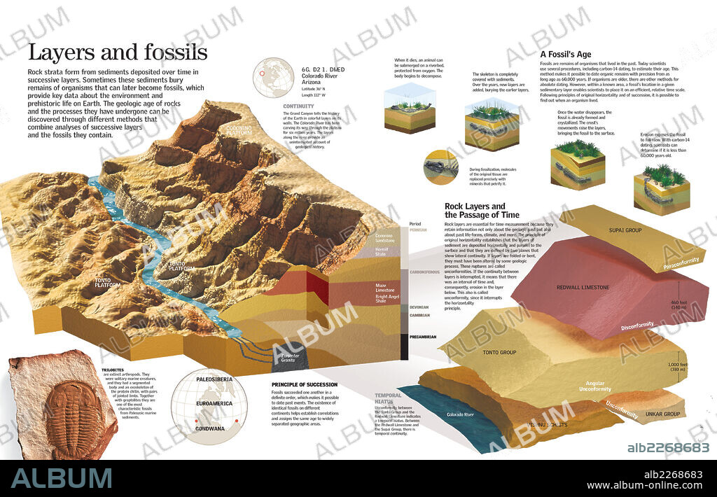Estratos y fósiles. Infografía del análisis de los estratos sedimentarios del suelo y los fósiles del Gran Cañón del Colorado para conocer la edad geológica de las rocas.