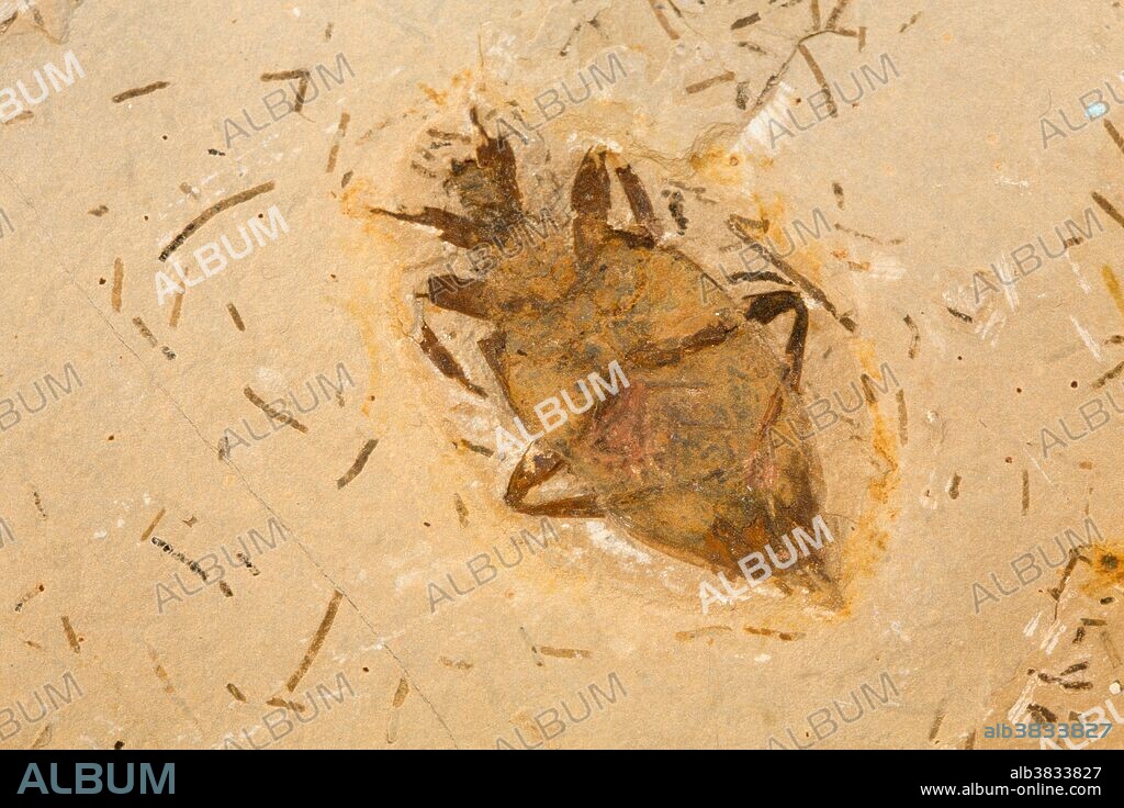 Fossil Giant Water Bug (Belostomatidae) from the Lower Cretaceous Santana Formation, Brazil. Specimen from the Paleontological Research Institution, Ithaca, New York, USA.