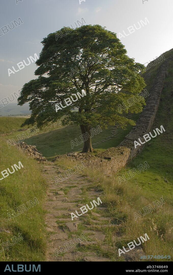 Sycamore Gap, location for scene in the film Robin Hood Prince of Thieves, Hadrian's Wall, UNESCO World Heritage Site, Nothumberland, England, United Kingdom, Europe.