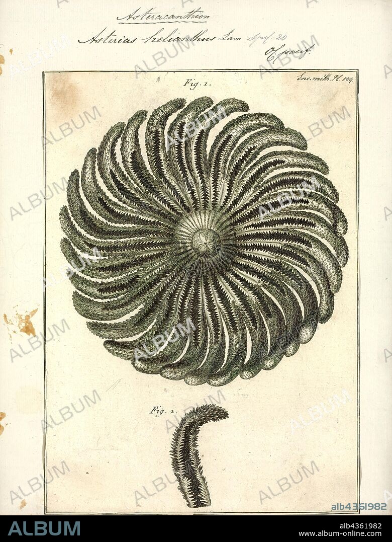 Asterias helianthus, Print, Asterias is a genus of the Asteriidae family of sea stars. It includes several of the best-known species of sea stars, including the (Atlantic) common starfish, Asterias rubens, and the northern Pacific seastar, Asterias amurensis. The genus contains a total of six species in all.