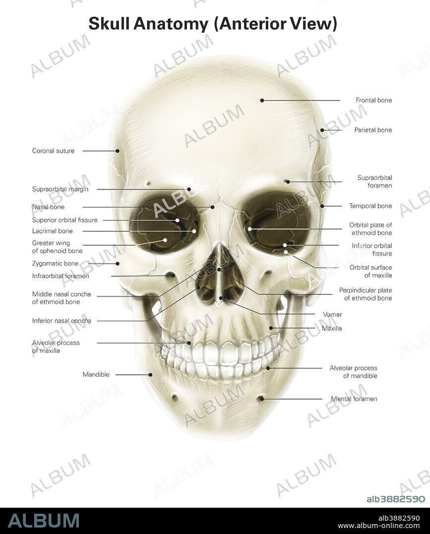 Anterior view of human skull, with labels.