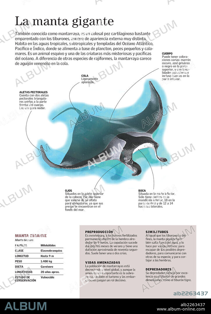 The Giant Oceanic Manta Ray. Infographic about the morphology and main characteristics of the giant oceanic manta ray (Manta birostris).