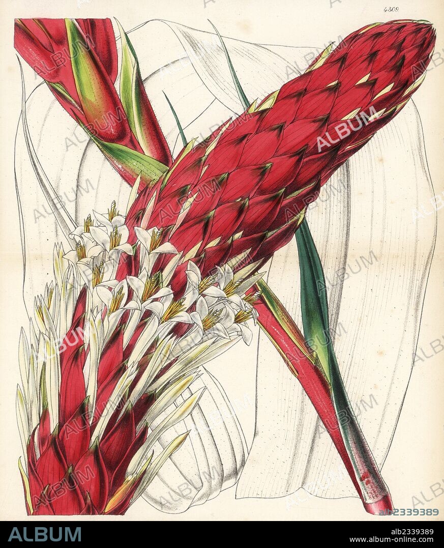 Pitcairnia altensteinii (Altenstein's puya, gigantic variety, Puya altensteinii), native to Venezuela. Handcoloured botanical illustration drawn and lithographed by Walter Fitch from Sir William Jackson Hooker's "Curtis's Botanical Magazine," London, 1847.