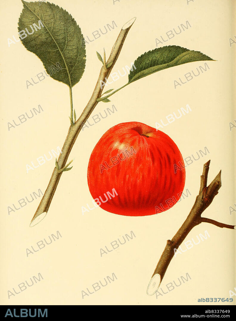 Apfel der Sorte Benoni Apple, Benoni is a pleasant early or mid-season heritage apple from Massachusetts, USA, ripening in late August, Historisch, historical, digital improved reproduction of an original from the 19th century / digital restaurierte Reproduktion einer Originalvorlage aus dem 19. Jahrhundert, genaues Originaldatum nicht bekannt, The fruits of America, C.M. Hovey, ca 1856.