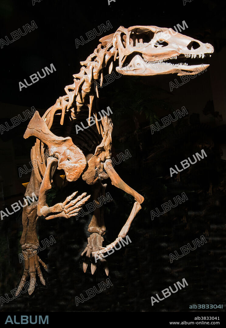Thescelosaurus Neglectus. Rocky Mountain Dinosaur Resource Center, Woodland Park, Colorado.