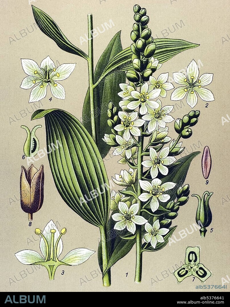 Historic illustration, White Hellebore (Veratrum album), poisonous plant, medicinal plant