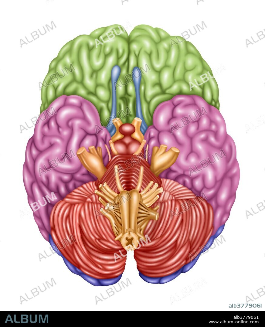 Color coded brain depicting the following areas from an inferior view: frontal lobe (green), temporal lobe (pink), occipital lobe (purple), olfactory (blue), brain stem (orange), cerebellum (orangish-pink).