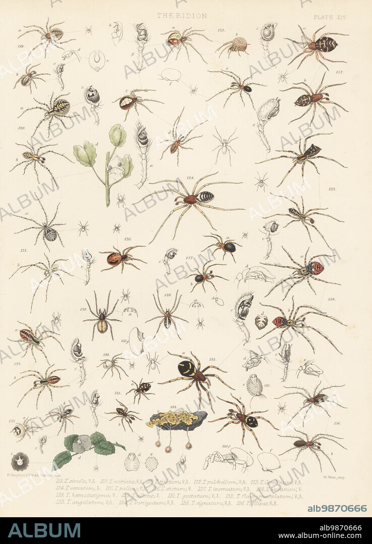 Comb-footed spider, Simitidion simile 119, cobweb spider, Theridion varians 120, Platnickina tincta 121, Anelosimus vittatus 122, Neottiura bimaculata 123, Steatoda grossa 124, Paidiscura pallens 125, 130, Crustulina sticta 126, Dipoena inornata 127, unknown Theridion species 128, 129, 134, Crustulina guttata 131, Euryopis flavomaculata 132, Episinus angulatus 133, Steatoda phalerata 135, and Diplostyla concolor 136. Handcoloured lithograph by W. West after Robert Templeton and Tuffen West from John Blackwalls A History of the Spiders of Great Britain and Ireland, Ray Society, London, 1861.
