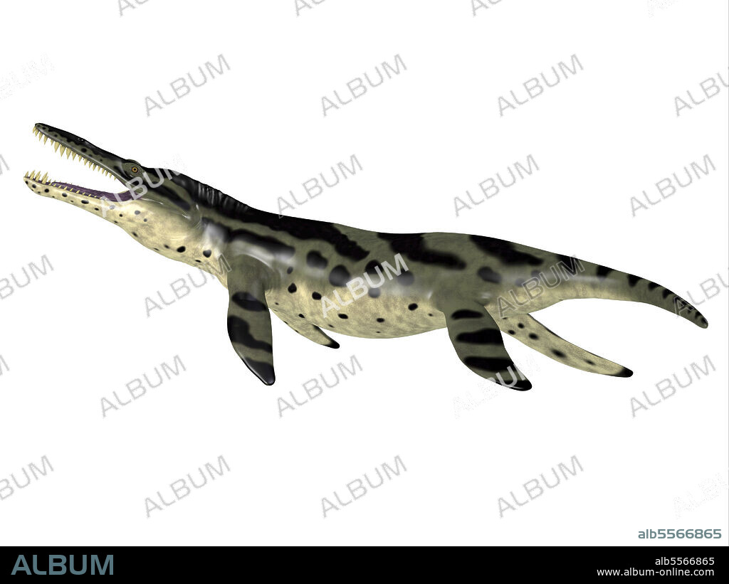 Kronosaurus reptile, side view. The carnivorous marine reptile Kronosaurus lived in the seas of Australia during the Cretaceous Period.