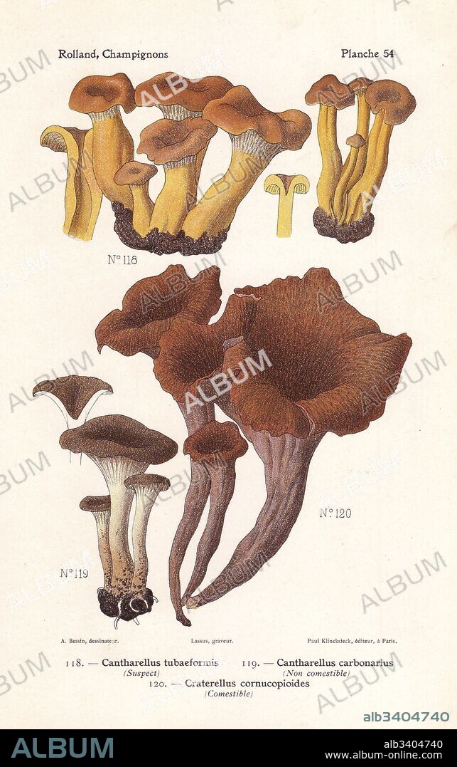 Yellowfoot or winter mushroom, Cantharellus tubaeformis, firesite funnel, Faerberia carbonaria (Cantharellus carbonarius) and horn of plenty, Craterellus cornucopioides. Chromolithograph by Lassus after an illustration by A. Bessin from Leon Rolland's Guide to Mushrooms from France, Switzerland and Belgium, Atlas des Champignons, Paul Klincksieck, Paris, 1910.