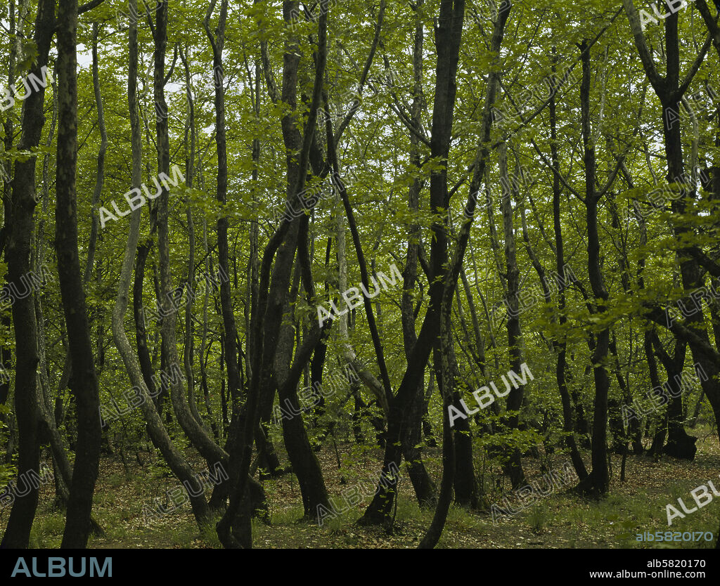 A young forest. " Dancing Forest of Orpheus". Thrace, Greece.