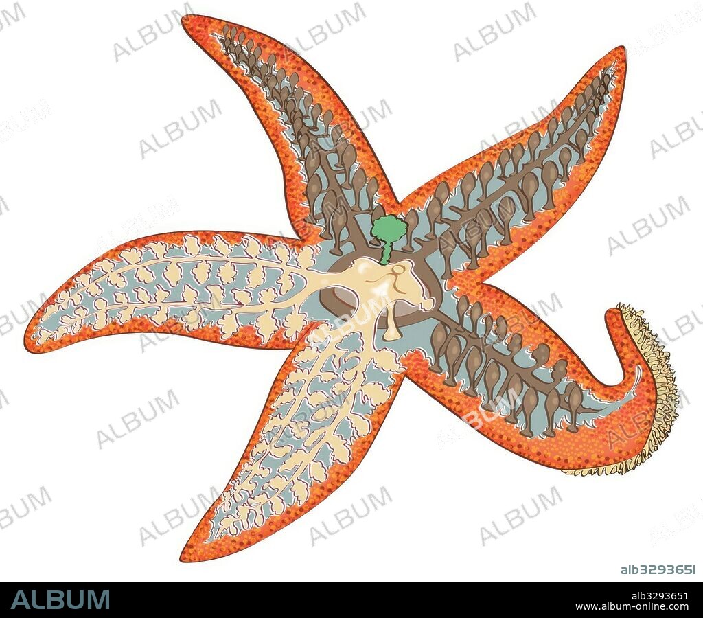 Anatomía de una estrella de mar.