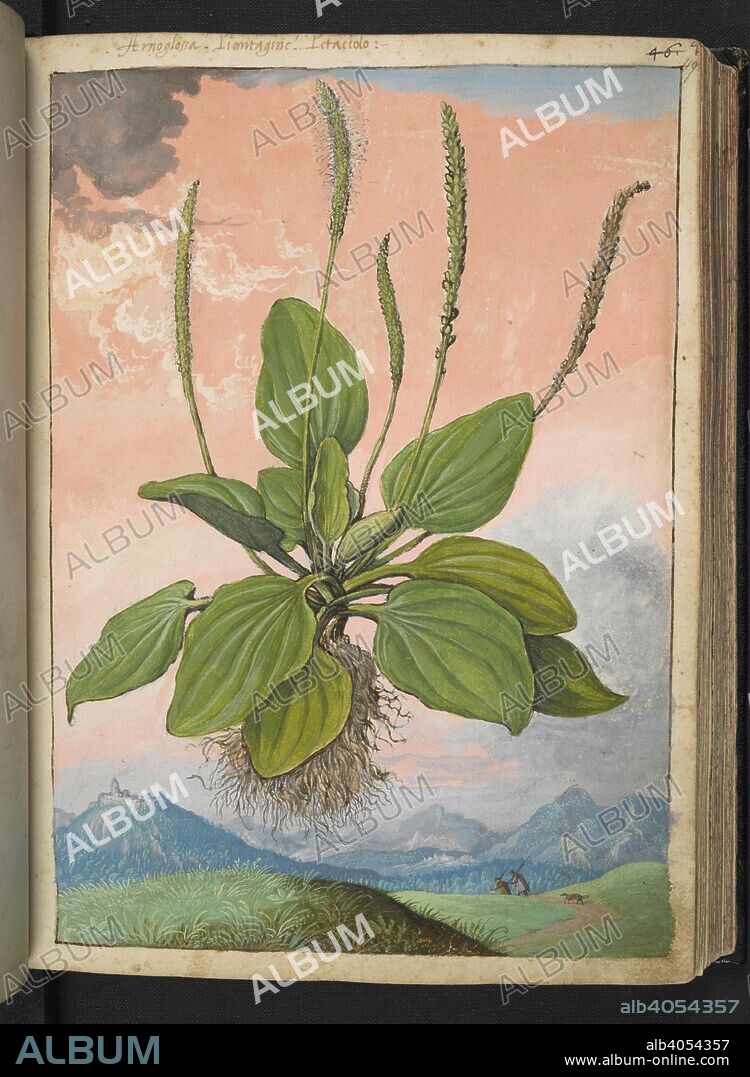 GHERALDO CIBO. Arnoglossa.  Perennial herb of the family plantaginacee (Plantago lanceolata). It has large rosette of lance-shaped leaves and flowers in cylindrical spike.  Common names: English plantain, narrowleaf plantain, ribwort plantain, ribleaf, buckhorn plantain, buckhorn, and lamb's tongue. Coloured drawings of plants, copied from nature in the Roman States, by Gerardo Cibo. Vol. I. Pietro Andrea Mattioli, Physician, of Siena: Extracts from his edition of Dioscorides' "de re Medica":. Italy, c. 1564-1584. Source: Add. 22332 f.49. Language: Italian.