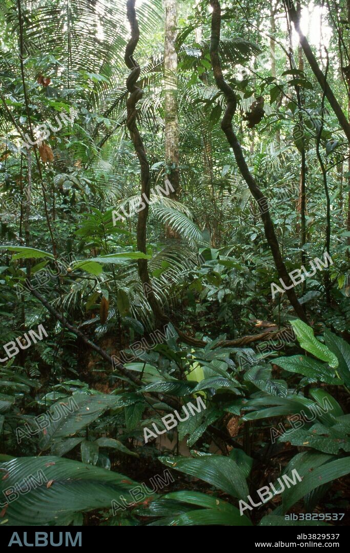 Terra-Firma Amazon Rainforest