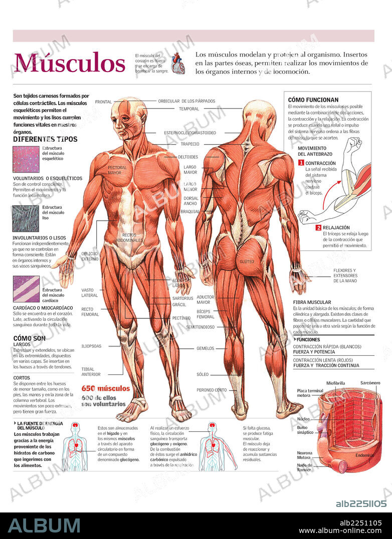MUSCULOS. Infografía de los músculos del cuerpo, su funcionamiento y la composición de la fibra muscular.
