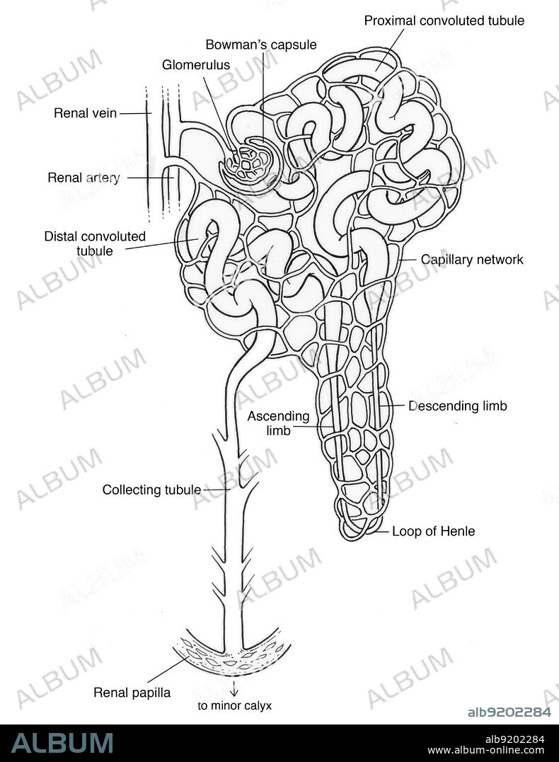 Illustration of the nephron (the basic structural and functional unit of the kidney), showing glomerulus, bowman's capsule, proximal convoluted tubule, capillary network, descending limb, loop of henle, ascending limb, minor calyx, renal papilla, collecting tubule, distal convoluted tubule, renal artery, and renal vein.