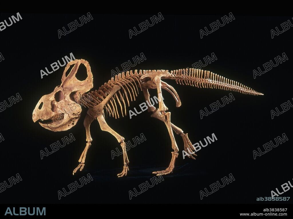 Protoceratops skeleton, reconstructed by Gaston Design in Fruita, Colorado. Protoceratops lived in Mongolia during the Cretaceous Period.