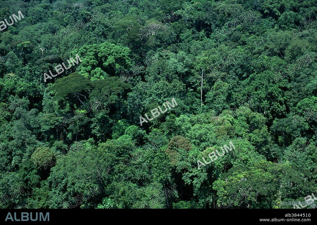 Disturbed rainforest across the Gabon Estuary from Libreville, Gabon.