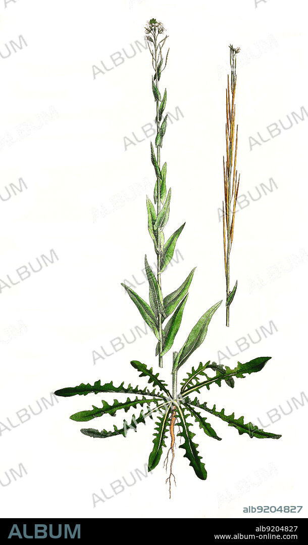 Turmkraut, Turritis glabra, auch Turmkresse oder Kahle Gänsekresse / Arabis glabra, commonly known as tower rockcress, or tower mustard, Historisch, historical, digital improved reproduction of an original from the 19th century / digital restaurierte Reproduktion einer Originalvorlage aus dem 19. Jahrhundert, genaues Originaldatum nicht bekannt.
