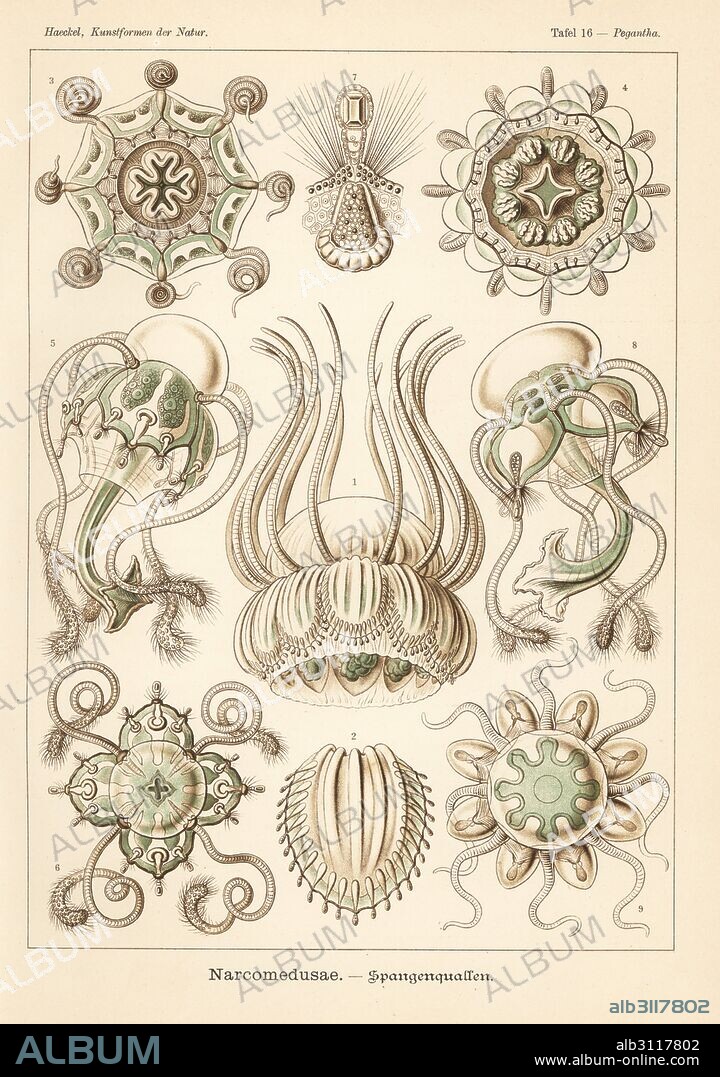 Narcomedusae jellyfish: Pegantha pantheon 1,2, Aeginura grimaldii 3, Pegantha godeffroyi 4, golf tee medusa, Aegina citrea 5,6,7, Aegina species 8, and Cunina octonaria 9. Chromolithograph by Adolf Glitsch from an illustration by Ernst Haeckel from Art Forms in Nature, Kunstformen der Natur, Liepzig, Germany, 1904.