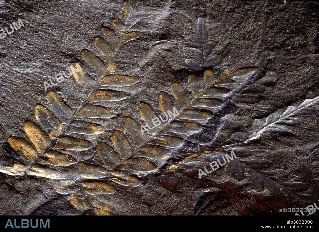 Neuropteris fern fronds with pyrite; some of the most widespread of all Pennsylvanian Epoch seed ferns. Specimens ~4" in lenth. Fronds are accented by pyrite deposition (gold color). A gymnosperm from the Carboniferous Period, Pennsylvanian Epoch, some 300 million years ago. Specimen courtesy of Pennsylavnia State Museum, Klose Coal Fossil Collection.