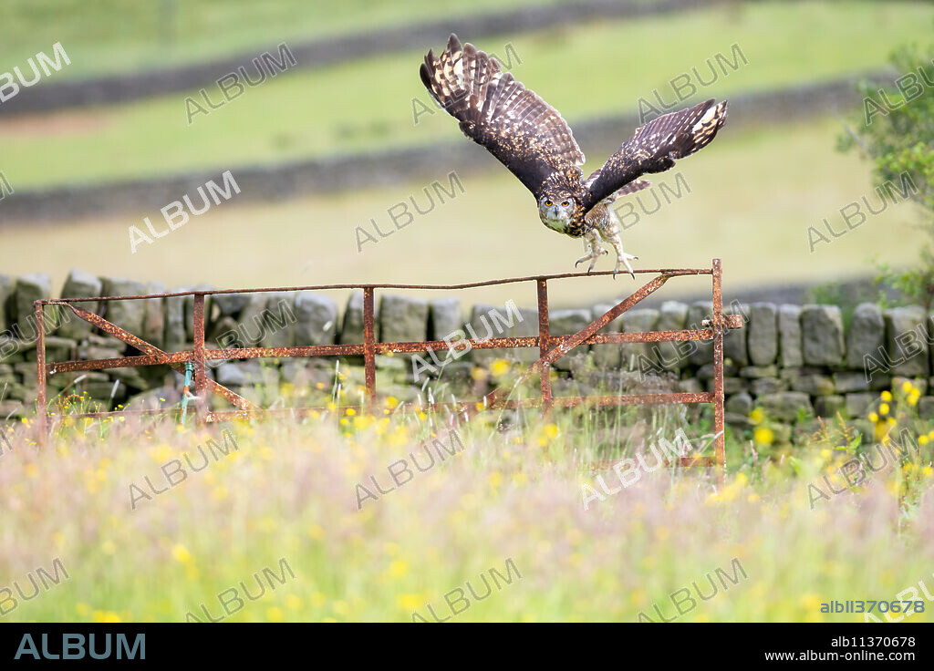 Eurasian Eagle-owl (Bubo bubo), adult, in flight, United Kingdom, Europe.