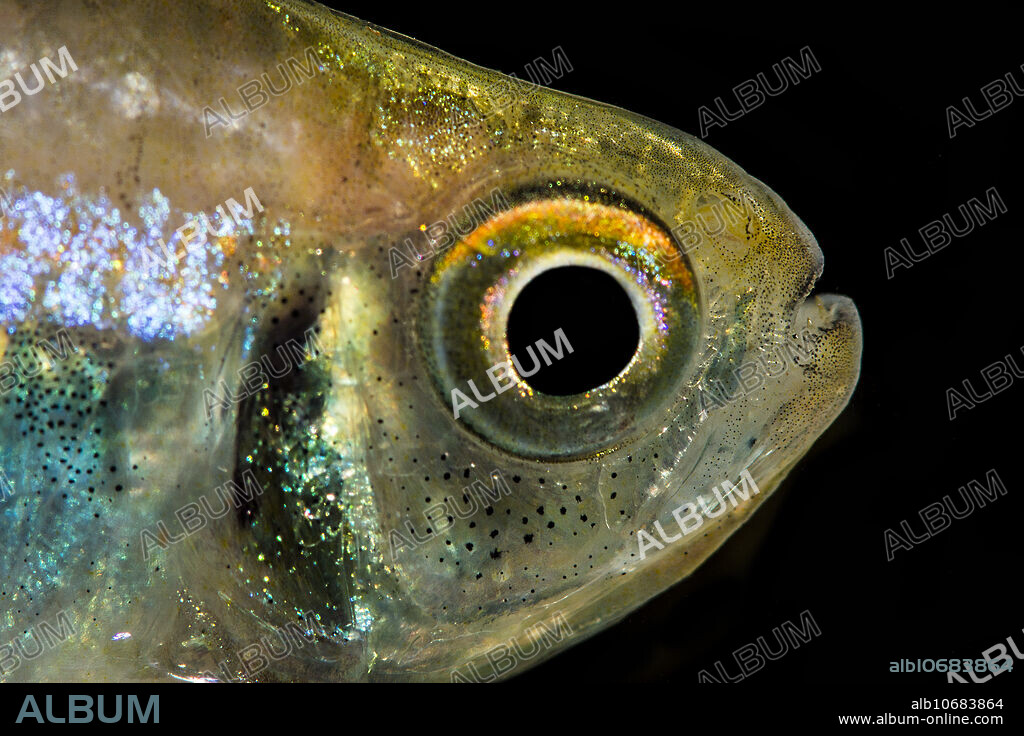 A Bleeding Blue Tetra (Hyphessobrycon margitae) seined from the R??o Nanay, Loreto, Peru in September of 2017. This species is exported from Peru as an aquarium fish.