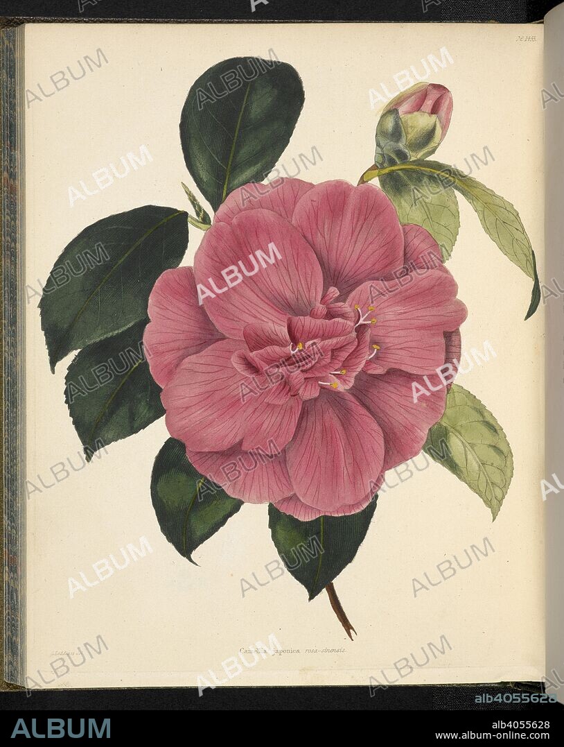 GEORGE COOKE. Camellia japonica rosa-sinensis. The Botanical Cabinet, consisting of coloured delineations of plants, from all countries, with a short account of each, etc. By C. Loddiges and Sons ... The plates by G. Cooke. vol. 1-20. London, 1817-33. Source: 443.b.19, vol 15, no.1455.
