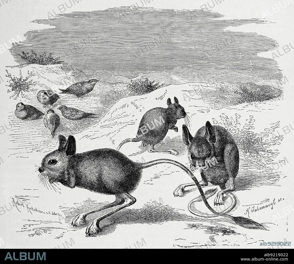 Greater egyptian jerboa (Jaculus orientalis) is a rodent of the jumping mouse family found in North Africa, greater Egyptian jerboa, Jaculus (orientalis), is a species of rodent, Historic, digitally restored reproduction of an original 19th century print, exact original date not known century.