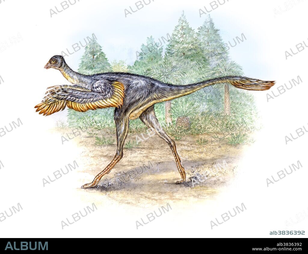 Protarchaeopteryx robusta, a fossil animal discovered in China, had distinct feathers, which helps substantiate the theory that birds evolved from dinosaurs. This small carnivorous ground dwelling dinosaur is more primitive than the Archaeopteryx, the earliest known bird, although its symmetrical feather structure suggests this primitive bird could not fly.