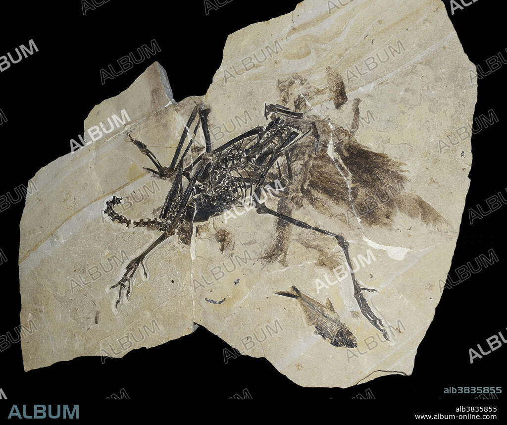 Fossil of Calciavis grandei, an ancient flightless bird from the Eocene epoch, 50 million years ago, Green River formation, Wyoming. The well-preserved fossil shows imprints of feathers protruding from the back end of the bird (on the right). Calciavis belongs to the extinct group of birds known as the Palaeognathae. They are closely related to ostriches, kiwis and tinamous.