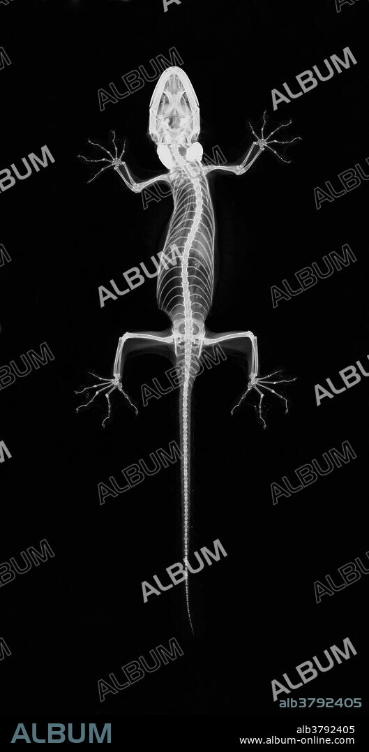 X-ray of a flying gecko (Ptychozon kuhli) This specimen is from Indonesia.