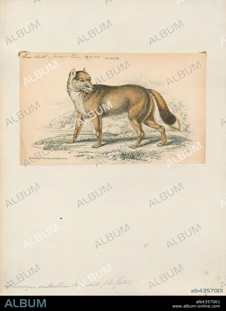 Dusicyon antarcticus, Print, Dusicyon is an extinct genus of South American canids. The type species is Dusicyon australis, the Falkland Islands wolf. In 1914, Oldfield Thomas established this genus, in which he included the culpeo and other South American foxes. These other canids were removed to Lycalopex by Langguth in 1975. Dusicyon avus, widely distributed in the late Pleistocene from Uruguay through Buenos Aires Province to southernmost Chile, is the closest known relative of the Falkland Islands wolf; the two lineages split only about 16, 000 years ago. It died out in the late Holocene, about 2, 980 years ago on the island of Tierra del Fuego and almost 1, 700 years ago in the continent., 1833-1866.
