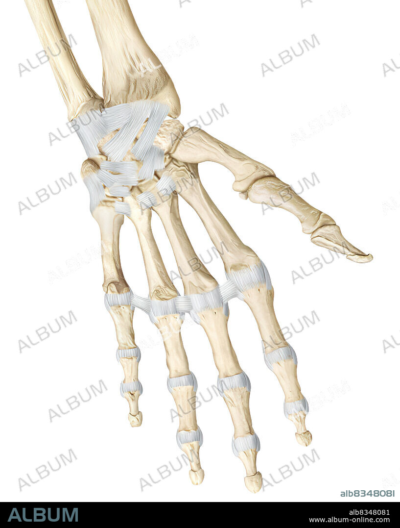 This image shows the joints of the hand, which are the interphalangeal joints, and the wrist joint, which is a condyloid joint.