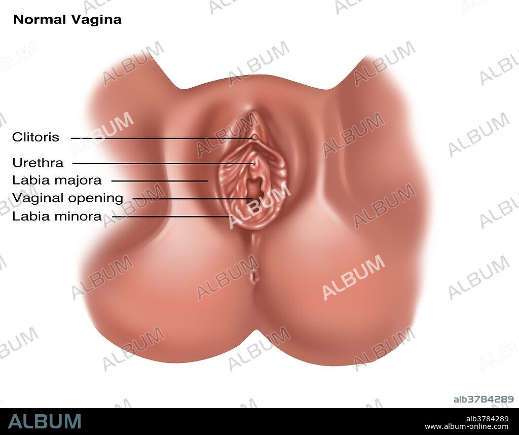 Vulva, Illustration