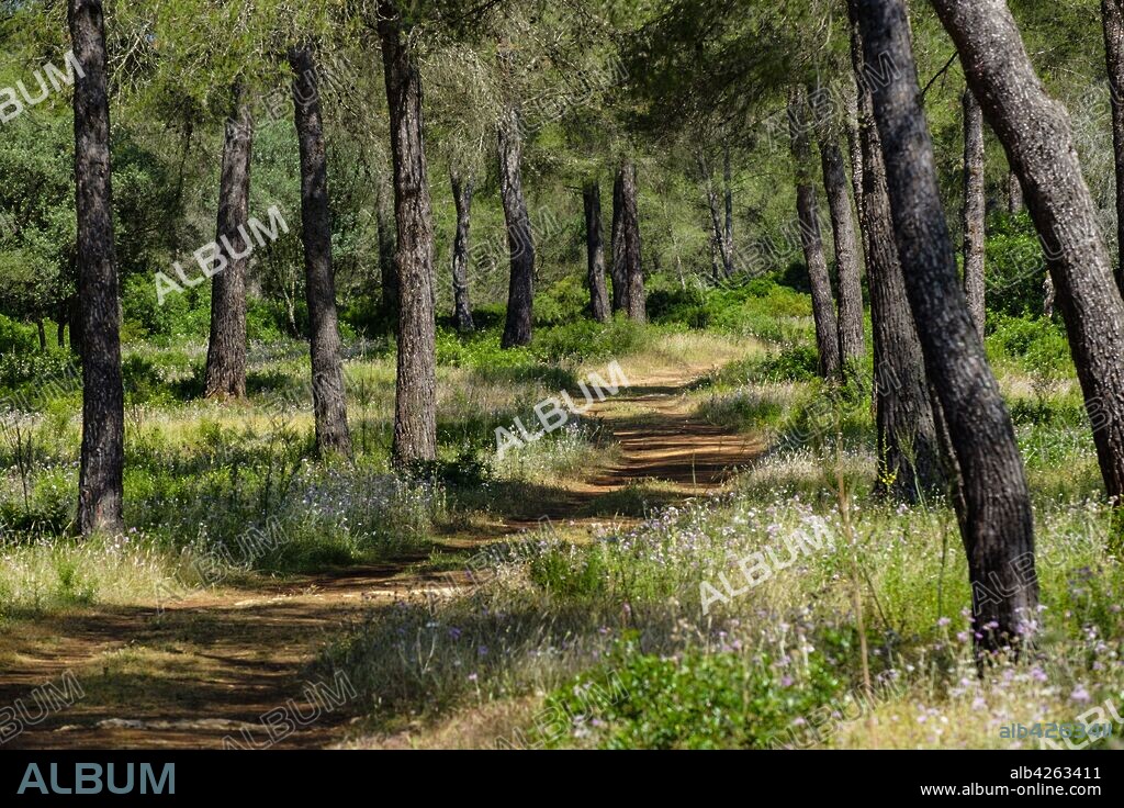 Sa Comuna, Lloret de Vistalegre, ? también conocido como Llorito, situado en el centro geográfico de la isla de Mallorca, balearic islands, Spain.