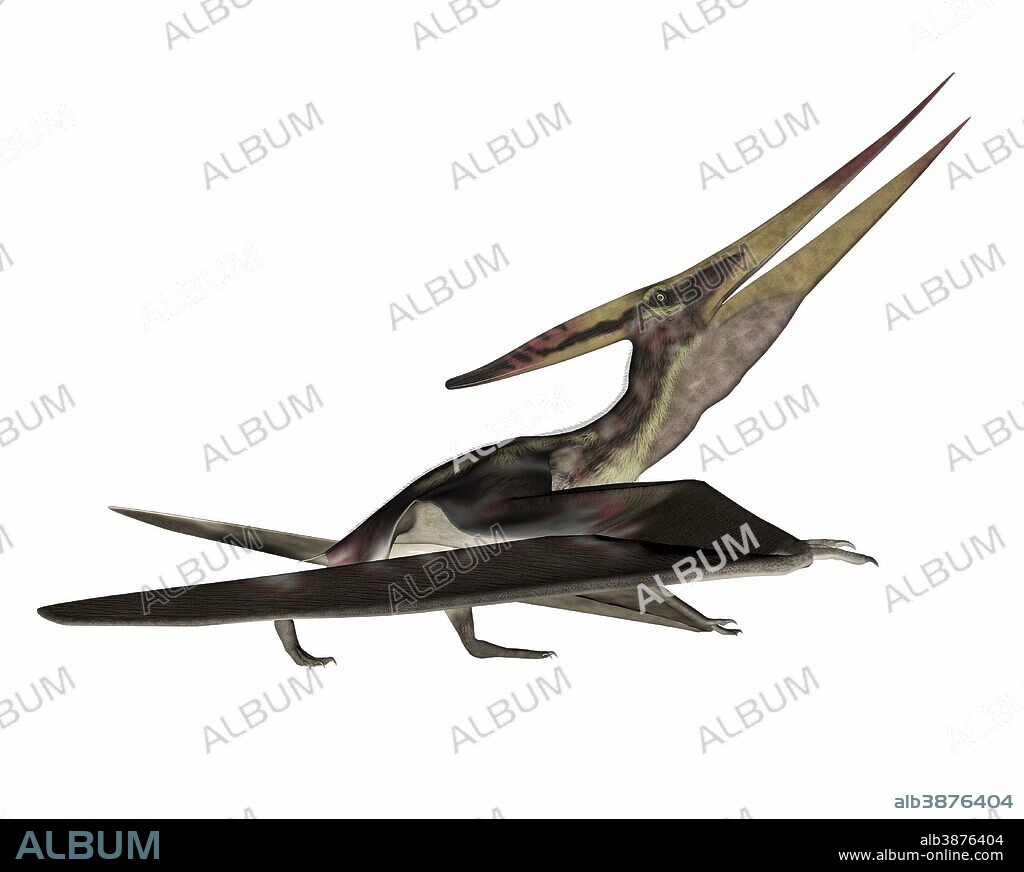 Pteranodon flying reptile, white background.
