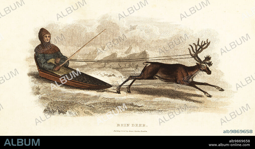 Sami Laplander in a sledge drawn by a reindeer, Rangifer tarandus, 18th century. The reindeer is yoked to the sledge around the chest, and the reins are tied to the antlers. Handcoloured copperplate engraving from Reverend Thomas Smiths The Naturalists Cabinet, or Interesting Sketches of Animal History, Albion Press, James Cundee, London, 1806. Smith, fl. 1803-1818, was a writer and editor of books on natural history, religion, philosophy, ancient history and astronomy.