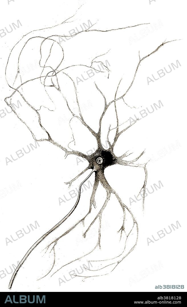 Nerve cell from anterior horn of spinal cord grey matter. Drawn by Otto Friedrich Carl Deiters in 1865. Deiters (1834-1863) was a German neuroanatomist, remembered for his microscopic research of the brain and spinal cord. His name is lent to the "nucleus of Deiters," also called the lateral vestibular nucleus, and "Deiters' cells," structures that are associated with outer hair cells in the cochlea of the inner ear.