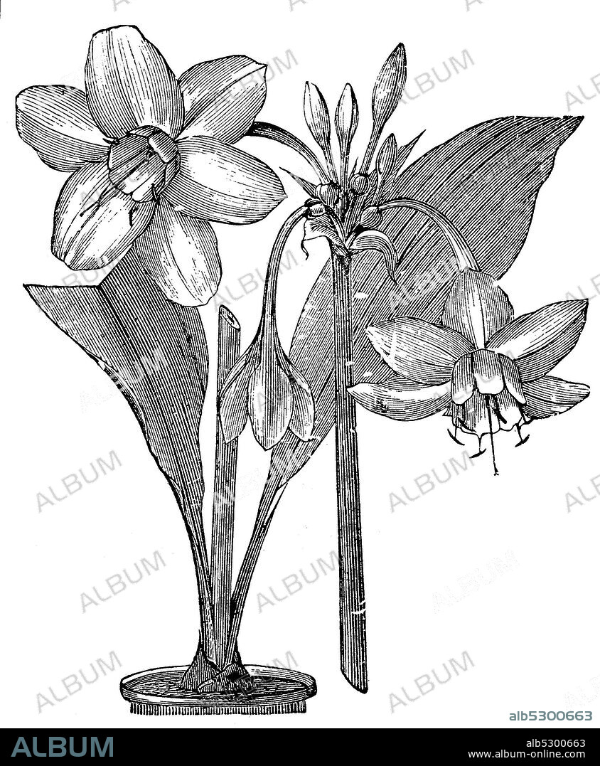 Amazonaslilie, auch Herzenskelch, Eucharis amazonica  /  Amazon lily, Eucharis amazonica, flowering plant in the family Amaryllidaceae, Digitale Reproduktion von einer Originalvorlage aus dem 19. Jahrhundert / digital improved reproduction of an original print from the 19th century.
