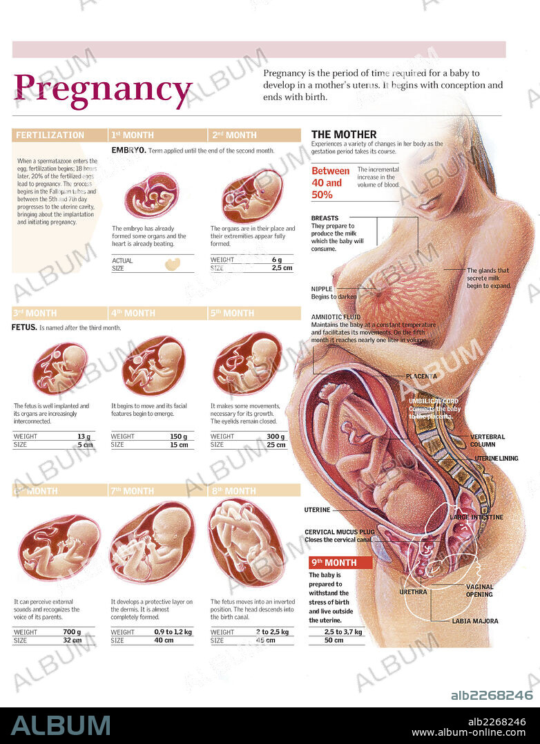 EMBARAZO. Infografía sobre la gestación humana mes a mes, evolución del embrión y el feto y cambios físicos en la madre.